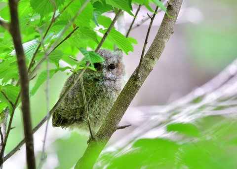 オオコノハズクのヒナ③4228