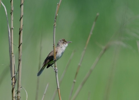 オオヨシキリ5869