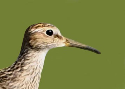 アメリカウズラシギ4002