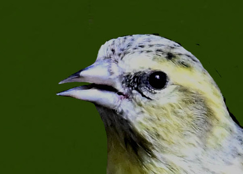 マヒワ♀7000