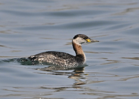 ｱｶｴﾘｶｲﾂﾌﾞﾘ8301