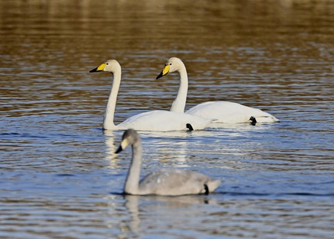 オオハクチョウ親子9888