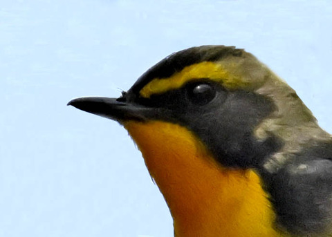 キビタキ♂第一回夏羽3002