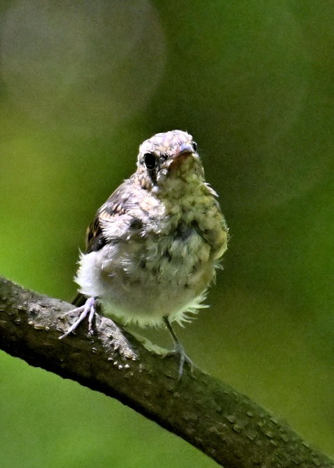 キビタキ幼鳥5758