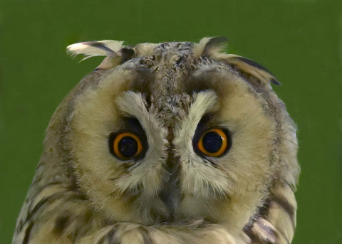 トラフズク♂2000