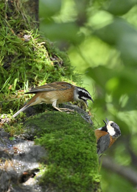 ホオジロとヤマガラ3985-01