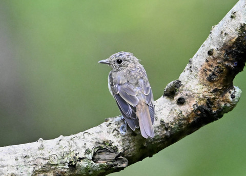 キビタキ幼鳥2144