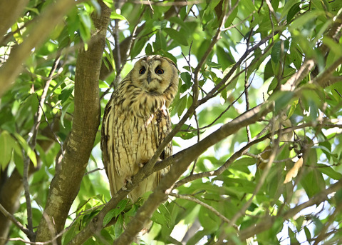 トラフズク♂3264