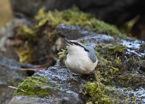 ゴジュウカラ9274