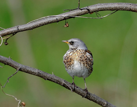 ノハラツグミ8485