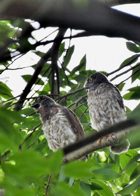 アオバズクのヒナ6606