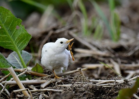 タヒバリ(白化)6670