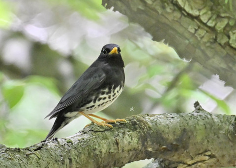 クロツグミ♂5440