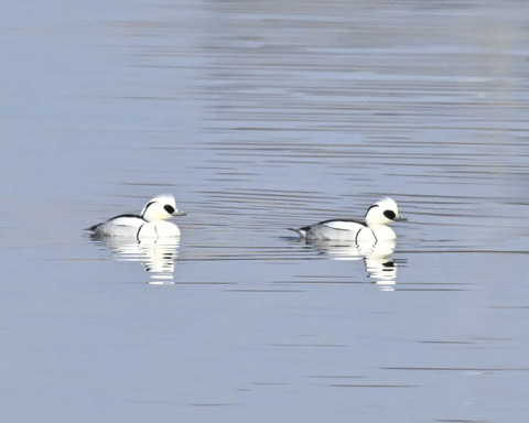 ミコアイサ♂4698