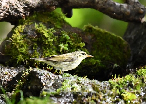 メボソムシクイ0727