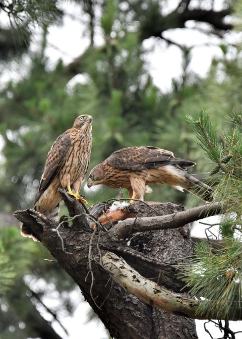 オオタカのヒナ3548