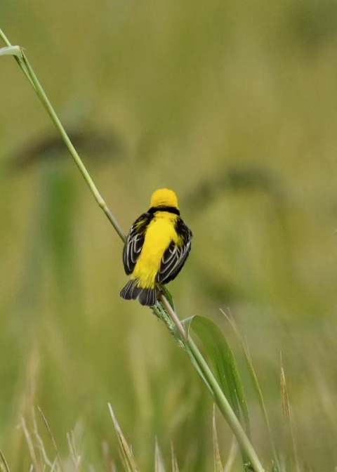 オウゴンチョウ1377