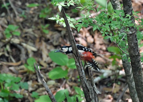 アカゲラ♀8703