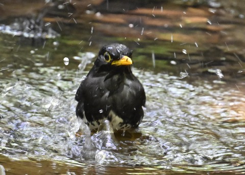 クロツグミ♂5029