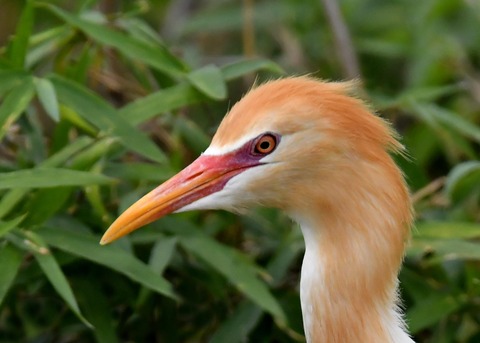 アマサギ4652