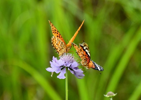 ツマグロヒョウモン2988