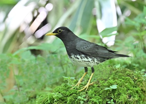 クロツグミ♂4197