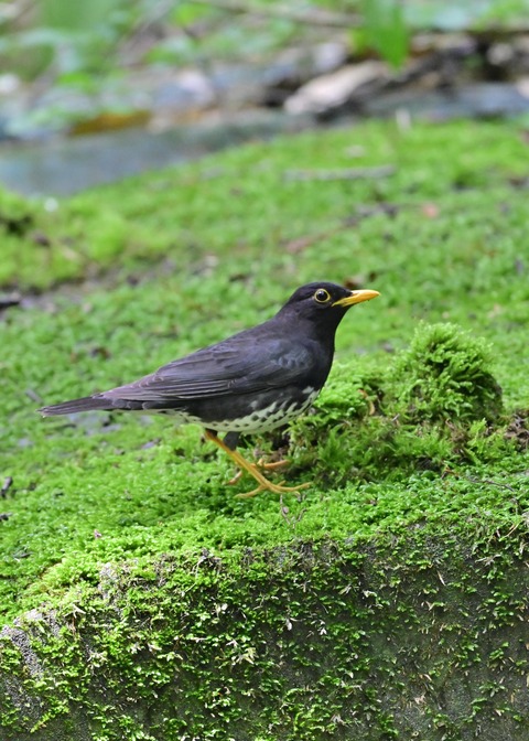 クロツグミ♂1220