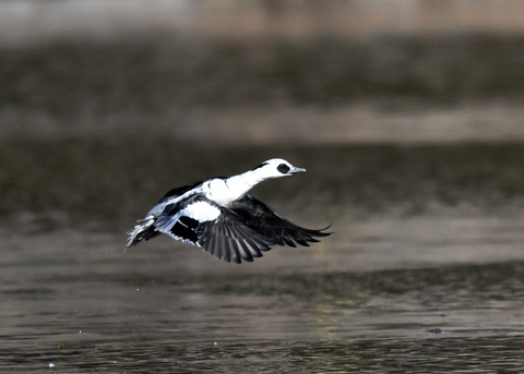 ミコアイサ♂8443