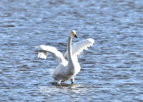 オオハクチョウ1555