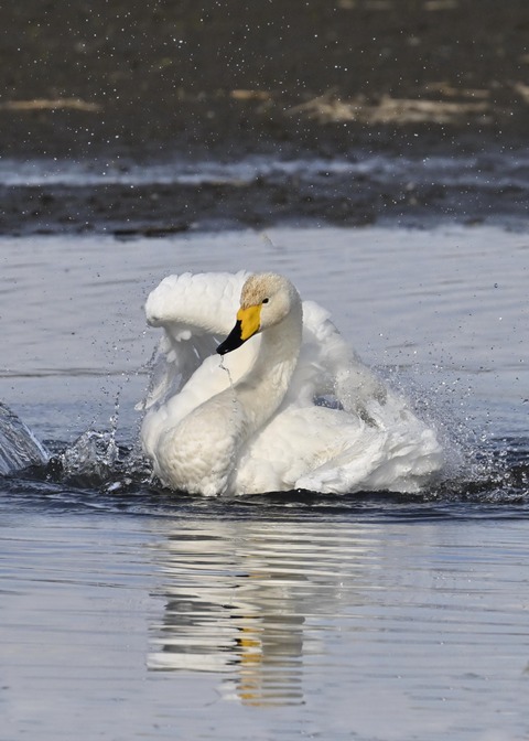 オオハクチョウ3945