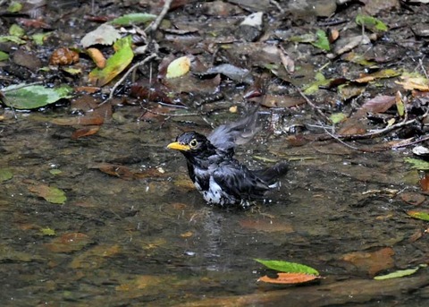 クロツグミ♂7588