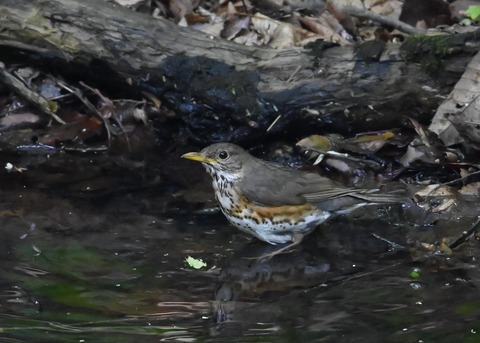 クロツグミ♀4359