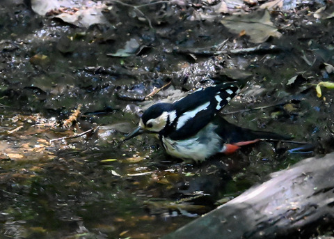 アカゲラ♀6700