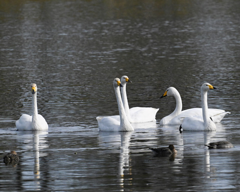 オオハクチョウ4523-1