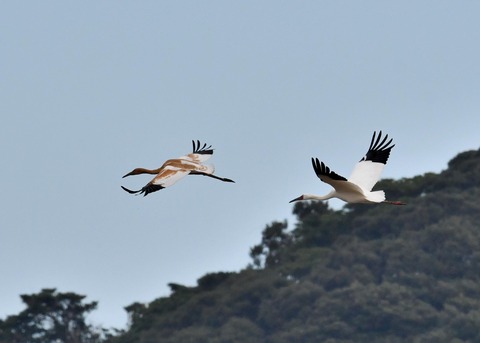 飛ぶ・ソデグロヅル8006