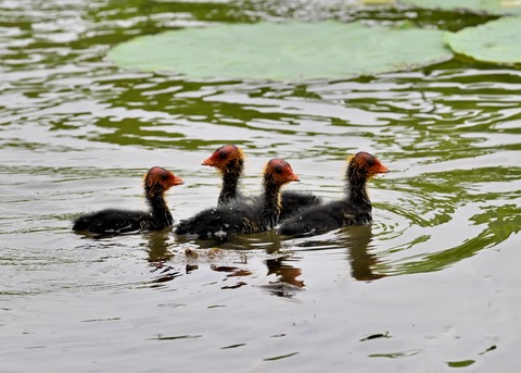 オオバンのヒナ7585