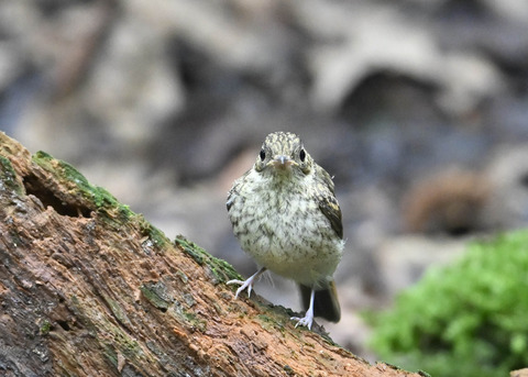 キビタキ幼鳥2670