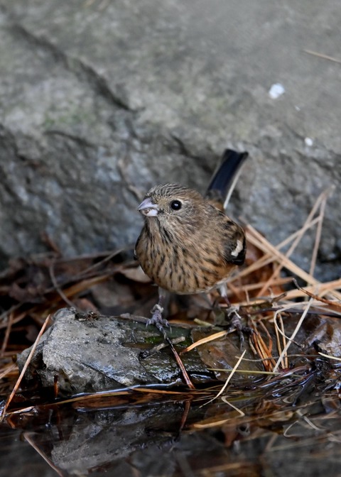 ベニマシコ♀5505