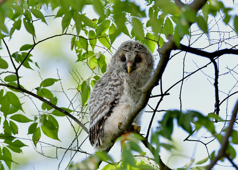 フクロウのヒナ②8769