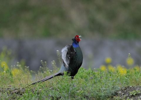 羽広る・キジ♂0224◎