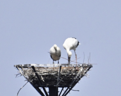 巣材運ぶコウノトリ8387