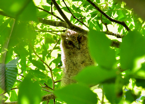 オオコノハズクのヒナ②3236