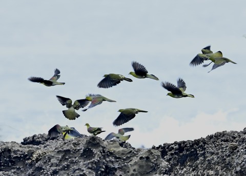 飛ぶ・アオバト♂♀3654