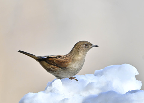カヤクグリ4735