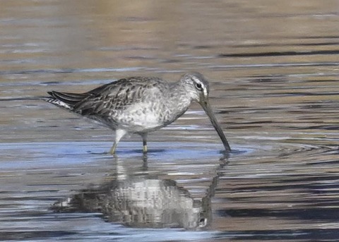 オオハシシギ2708