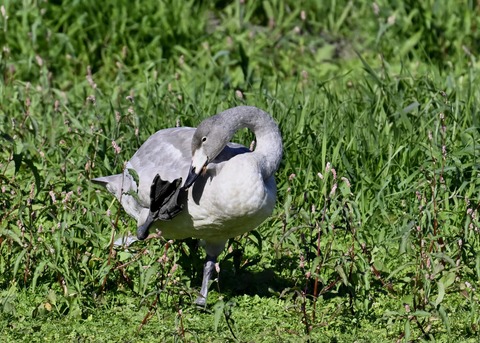 オオハクチョウ幼鳥羽広げ3003