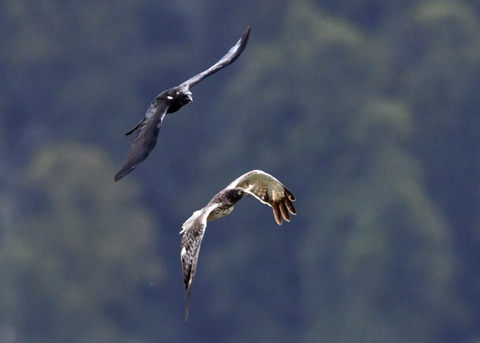 ズグロチュウヒ3435