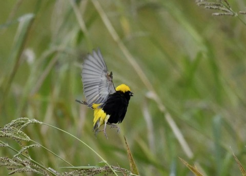 オウゴンチョウ1104○