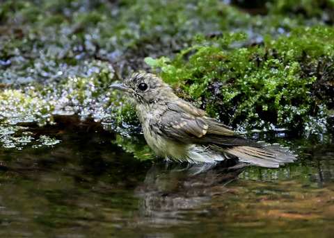 オオルリ♀幼鳥3785