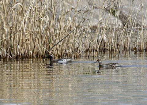 シマアジ♂♀2093